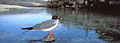 (Larus furcatus) / Panoramique X-pan
 Larus furcatus mouette queue arronde fourchue panoramique Genovesa Galapagos île oiseau mer marée Pacifique endémique magnifique 