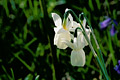 (Narcissus triandus)
Plante endémique Narcissus triandus narcisse Glénan endémique plante île archipel réserve naturelle SEPNB Galice Celte 