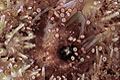 Echinus esculentus oursin comestible echinoderme faune marine bord mer littoral marée océan eau  mer épines test ambulacre 