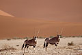  mammifère oryx dunes sable adaptation soif résistance chaleur antilope Namib désert Namibie corne 