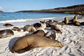  Otarie des Galapagos plage Santa Fé Archipel île mammifère marin 