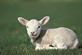  mouton île Ouessant jeune bébé oreille tradition agriculture élevage Bretagne Finistère 