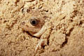 (Pelobates cultripes)
Dunes du Médoc / Gironde Pélobate cultripède pelobate cultripes sable enfouir menacé amphibien dunes crapaud mer littoral côte sable 