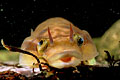  poisson Lépadogaster de Gouan estran Bretagne marée Océan 