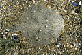  poisson plat sable camouflage Targeur 