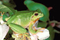 (Hyla arborea) Rainette verte végétation pommier amphibien anoure grenouille menacée espèce protection France batracien 