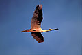 (Ajaia ajaja) Ajaia ajaja oiseau rose Brésil spatule voler Pantanal zone humide rose 
