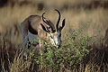 (Antidorcas marsupialis) Afrique mammifère gazelle springbok proie nombre 