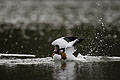 (Tadorna tadorna) Tadorna tadorna Tadorne Belon rivière Finistère Bretagne oiseau mer littoral parade nuptiale femelle comportement plumes battre ailes eau 