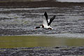 (Tadorna tadorna) Tadorna tadorna Tadorne Belon mâle voler canard espèce protégée oiseau mer littoral côtes Bretagne Finistère 