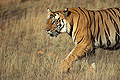 (Panthera tigris)
Parc National de Bandhavgarh.
Inde.
Statut UICN : En Danger Inde tigre mammifère félin rayure marcher forêt parc national protection pattes 