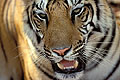 (Panthera tigris)
Parc National de Bandhavgarh.
Statut UICN : En Danger inde mammifère félin tigre femelle portrait regard yeux tête dents moustaches vibrisses espèce UICN statut danger 