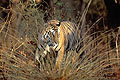 (Panthera tigris)
Parc National de Bandhavgarh.
Statut UICN : En Danger
 Panthera tigris tigre félin mammifère forêt Inde Bandhavgarh menacé 