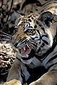 (Panthera tigris).
Kanha National Park.
INDE Panthera tigris tigre jeune forêt Inde parc national Kanha mammifère sèche  félin prédateur tacheté danger espèce menacée dents crocs mangeur hommes braconnage 