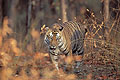 (Panthera tigris).
Parc National de Bandhavgarh. Inde. Statut UICN : En Danger Inde mammifère félin tigre mangeur homme forêt sèche menacé protégé 