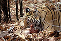 (Panthera tigris).
Parc National de Bandhavgarh.
Etat du Madhya Pradesh. tigre proie manger prédateur cerf sambar Inde forêt 