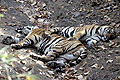 (Panthera tigris).
Parc national de Bandhavgarh.
Inde Panthera tigris tigres jeunes dormir dort dorment ombre forêt félin rayé chat prédateur sommeil Inde parc national Bandhavgarh mammifère couché mâle frères 