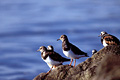  Tournepierre à collier limicole Arenaria interpres littoral oiseau migration halte plage 