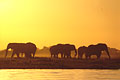  Rivière Chobé Botswana parc national éléphants éléphant soir bande Caprivi 