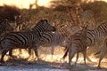  zèbres burchell mammifère Afrique Equus Burchellii trou eau point peur surveillance danger groupe 