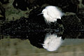  Aigrette garzette oiseau littoral blanc pêche Bretagne côtes 