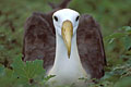  Albatros Galapagos archipel île gros plan migrateur Espanola rare endémique migrateur oiseau Diomedea irrorata 