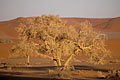  arbre mort dunes désert Namib sable poussière Namibie 