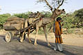 Rajasthan agriculture Inde transport sacs grains céréales dromadaire bat route nourriture culture tradition blé Rajput Rajasthan campagne 