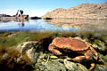  crabe tourteau marée basse Littoral Bretagne mer crustacé pince biodiversité 