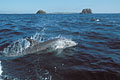 (Tursiops truncatus)
Juste devant l'île de Molène... Molène mammifère marin grand dauphin nage eau Iroise Finistère Bretagne 