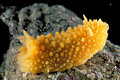  limace mer doris jaune littoral estran Bretagne 
