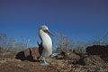  fou pieds bleus oiseau mer Galapagos endémique île parade Pacifique 