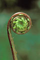 (Dryopteris filix-mas) Fougère 
mâle 
Ptéridé 
végétation
forêt 
végétal 
inférieur 
spore 
crosse 
croissance 
développement 
pousse 
ombre 
feuillu
spirale 