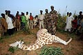 Girafe braconnée près d'un village et découverte par les gardes des Eaux et Forêts du Niger. girafe peralta Niger abatue braconnée braconnage faune patrouille gardes Sahel conservation 