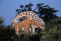  Niger Girafes couple oestrus brousse peralta mâle femelle 