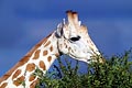  Girafe Niger désert tête mange sahel végétation rare menacée peralta sous-espèce couleur blanche 
