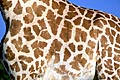  Niger Sahel Girafe couleur blanchâtre blanche peralta sous-espèce variation patern 