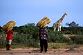  Niger paysans mil récolte Sahel villageois cohabitation girafe peralta coéxistence conservation projet 