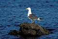  Goéland brun Bretagne oiseau mer océan littoral Larus 