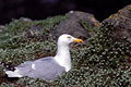  Goéland argenté nid falaise oiseau mer océan Bretagne Manche Atlantique littoral 