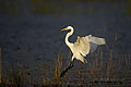 (Egretta alba) Egretta alba grande aigrette Afrique oiseau Botswana Okavango Delta héron ardéidé zone humide marais 