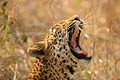  bailler mammifère félin léopard ouvrir tête Afrique moustaches dents langue 