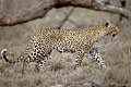 (Panthera pardus) Afrique félin léopard mammifère marcher tacheté taches peau déplacer chasser savane big five voir vision prédateur 