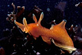  Lièvre de mer Aplysie Aplysia punctata nudibranche limace de mer estran Bretagne 