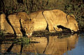 (Panthera leo).
Delta de l'Okavango / Botswana
 Afrique mammifères lionnes femelles félin boire eau douce delta Okavango Botswana brousse animal big five saison pluies reflet image photo Panthera leo 