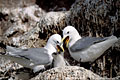  Mouette tridactyle nid falaise mer océan oiseaux équilibre construction vide littoral Atlantique Manche nord poussin 