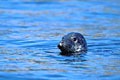 (Halichoerus grypus) Phoque gris surface eau Iroise mer Bretagne population reserve Halichoerus grypus 