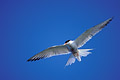  Sterne pierregarin migration hirondelle de mer vol ciel bleu blanc rouge ailes littoral mer réserve 