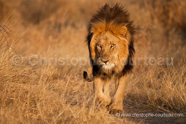 Lion du Kalahari