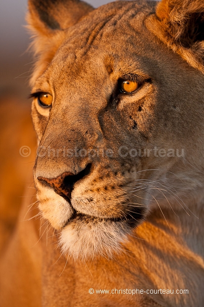 Lionne du Kalahari